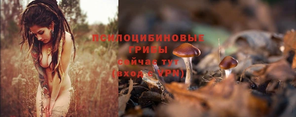 прущие грибы Медвежьегорск