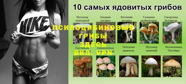 прущие грибы Медвежьегорск